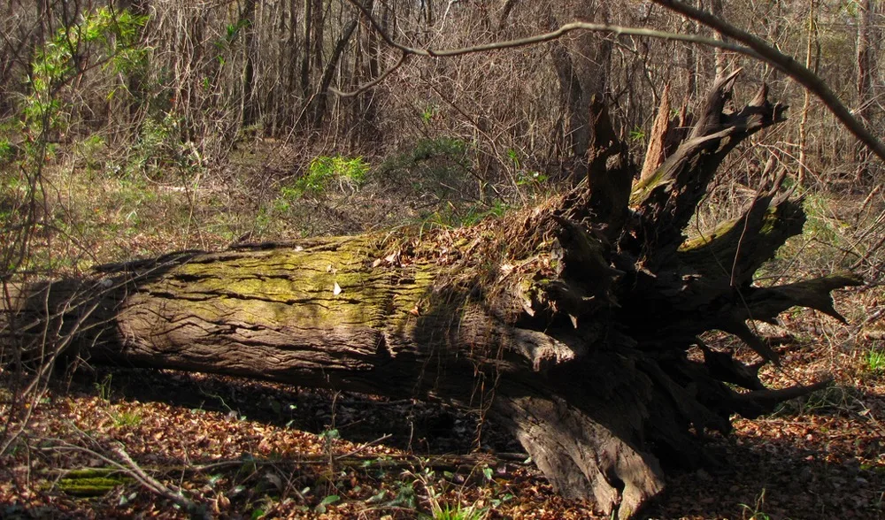 This tree fell some time ago. When it fell, atoms in the air were disturbed. Physicists would call this disturbance sound whether someone was around to hear it or not.