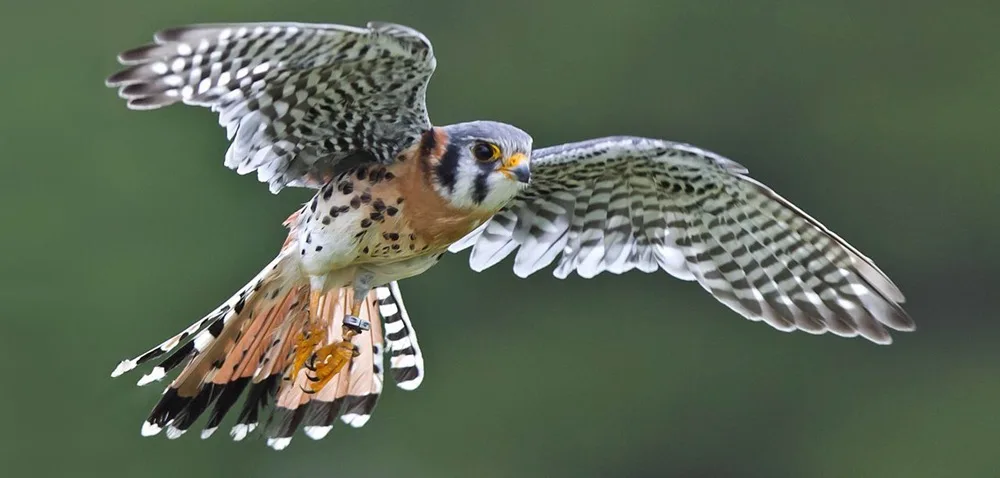 American kestrel.