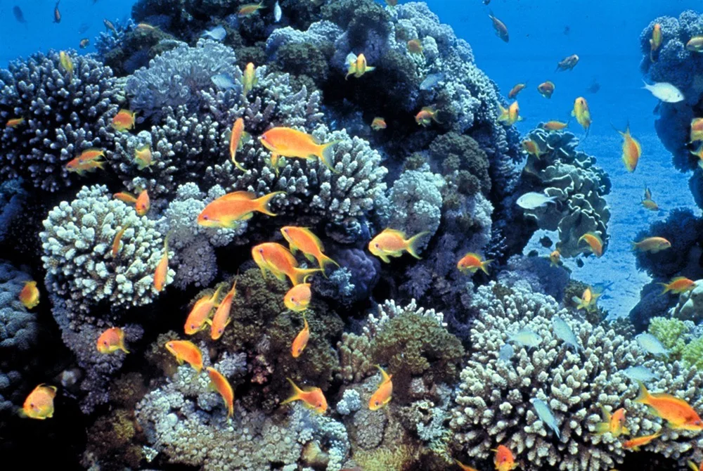 Human eyes detect these orange “sea goldie” fish swimming over a coral reef in the blue waters of the Gulf of Eilat (Red Sea) using visible light.